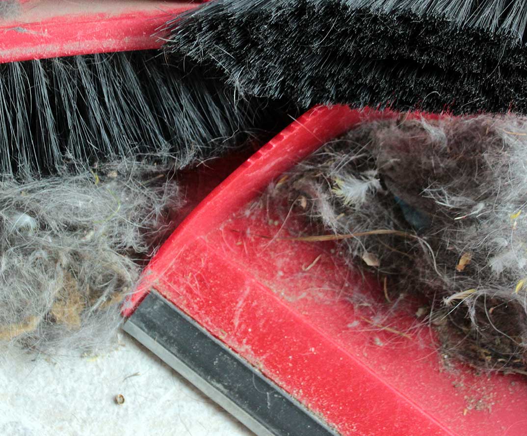 The Complete Guide to Dust… and How to Get Rid of It Shark Cleaning Hacks