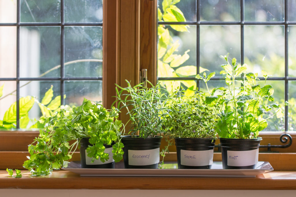 How to grow your own food at home | Herbs growing on a windowsill | Shark vacuums