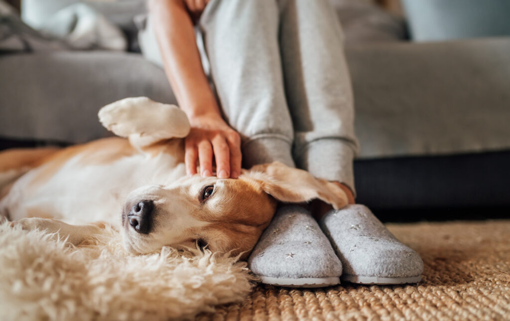 shark vacuums uk | how to introduce a dog to vacuum | dog laid at home with owner stroking under its ear